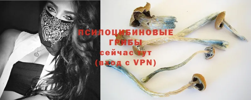 ссылка на мегу   Берёзовский  Псилоцибиновые грибы Psilocybe 